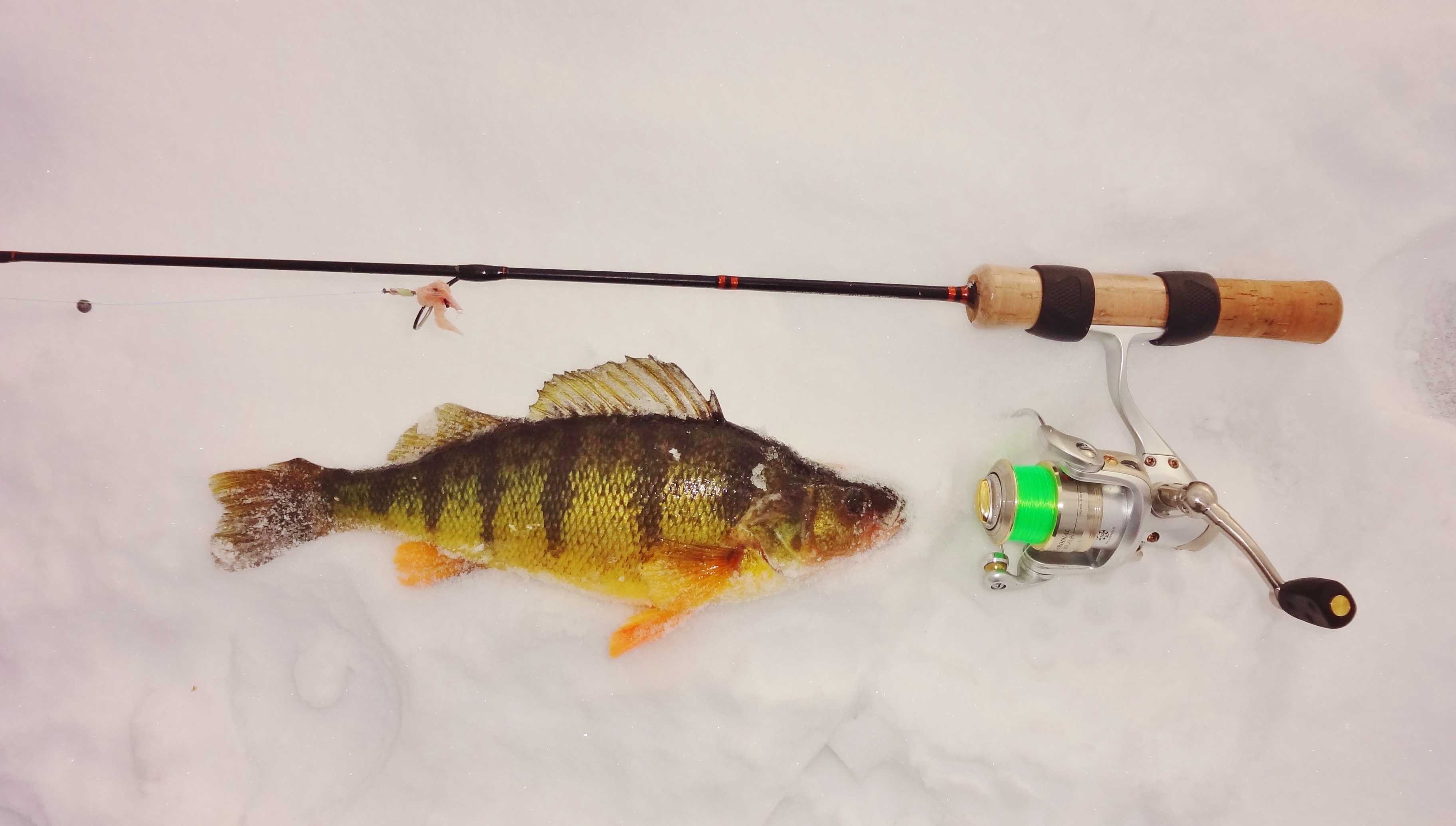 How to Locate Perch When Ice Fishing BC Fishn
