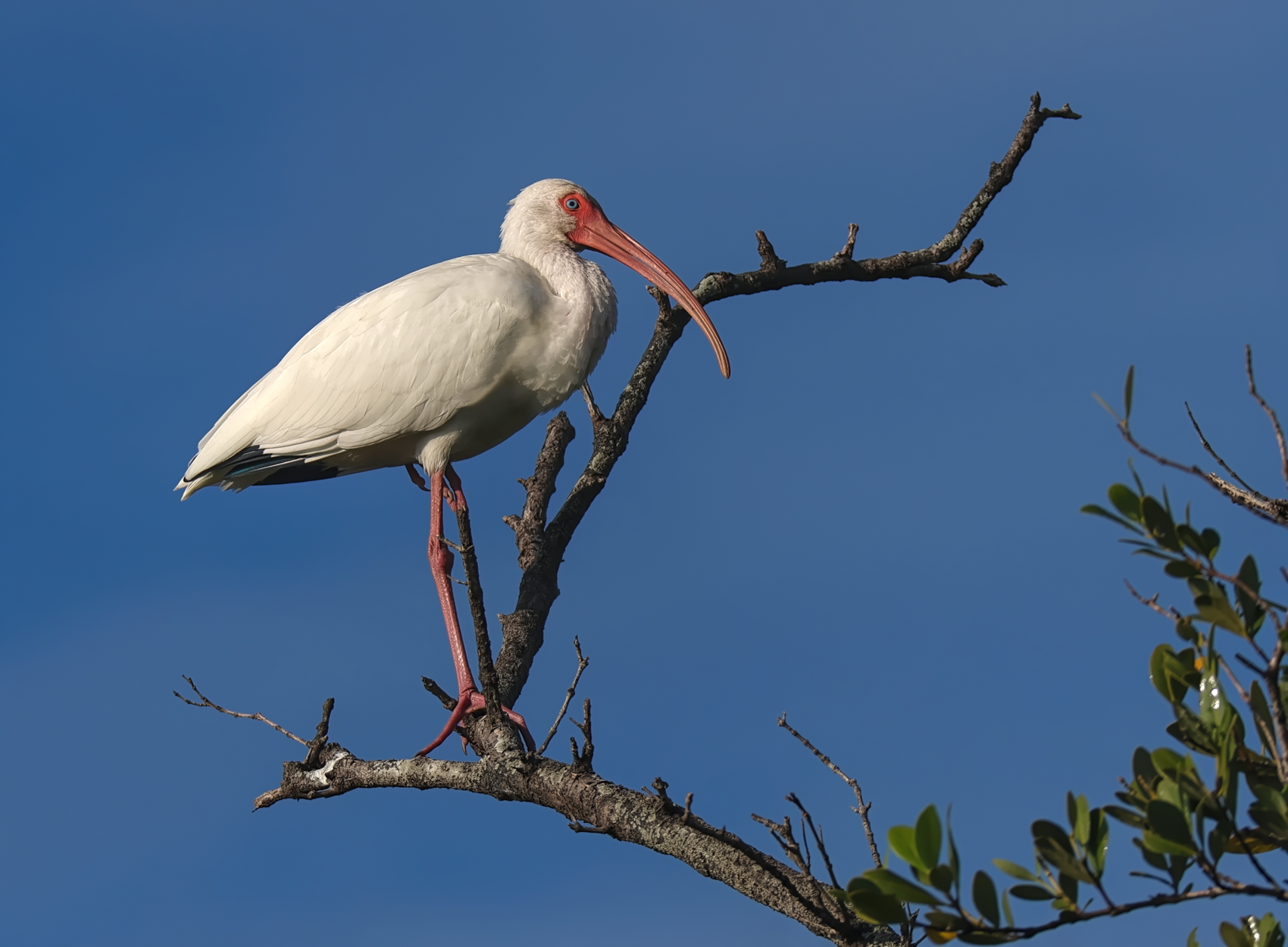 White Ibis Backcountry Gallery Photography Forums