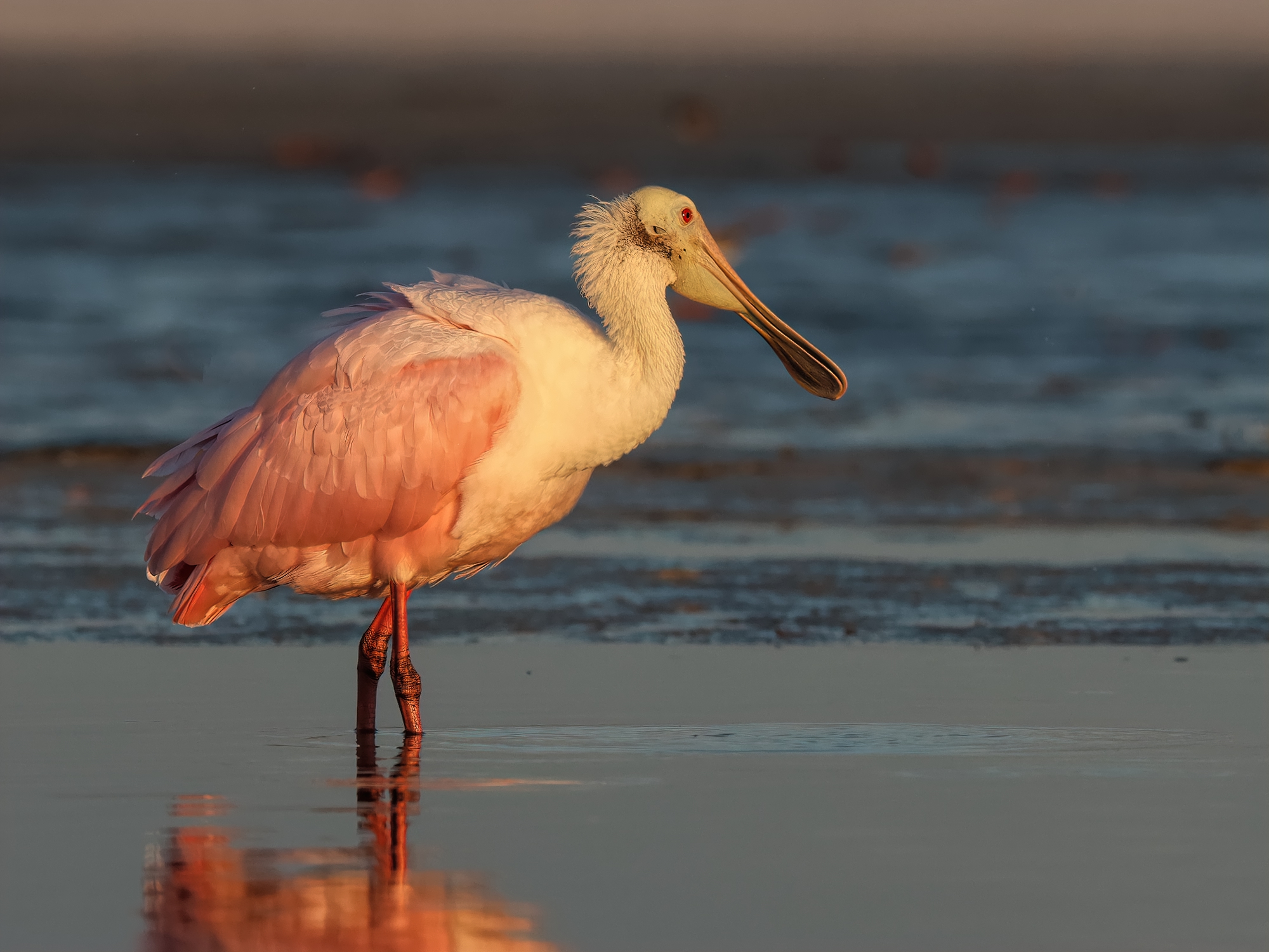 Roseate Spoonbill Backcountry Gallery Photography Forums