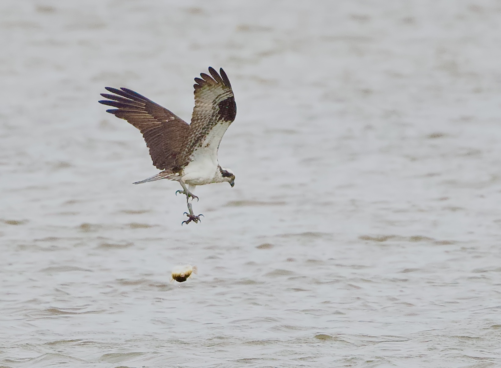 Osprey with unusual catch and drop. Backcountry Gallery Photography