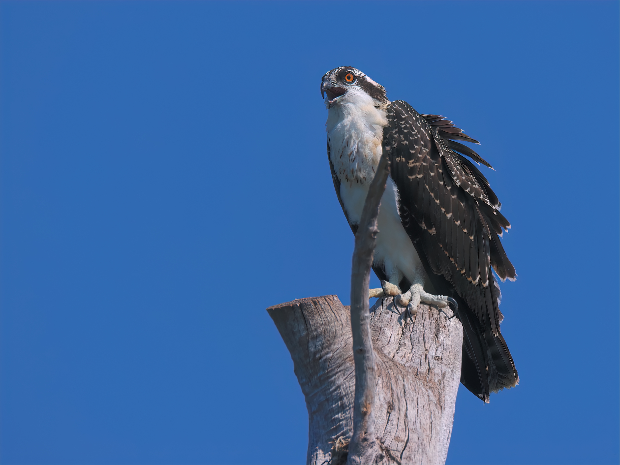 Juvenile Osprey Backcountry Gallery Photography Forums