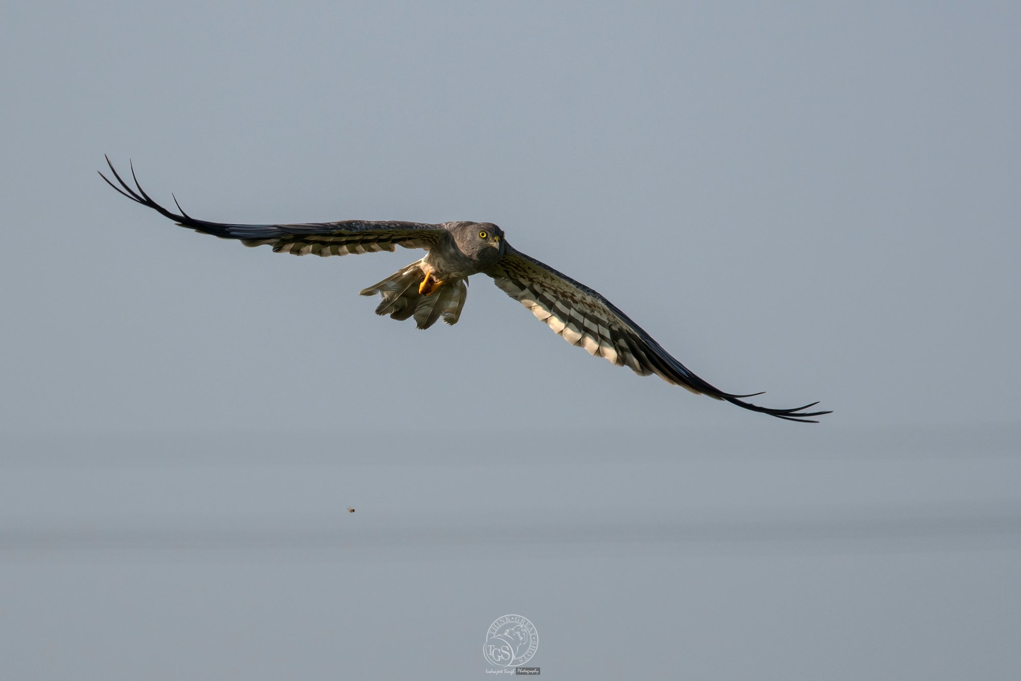 Series India Birds on the wing! Backcountry Gallery Photography
