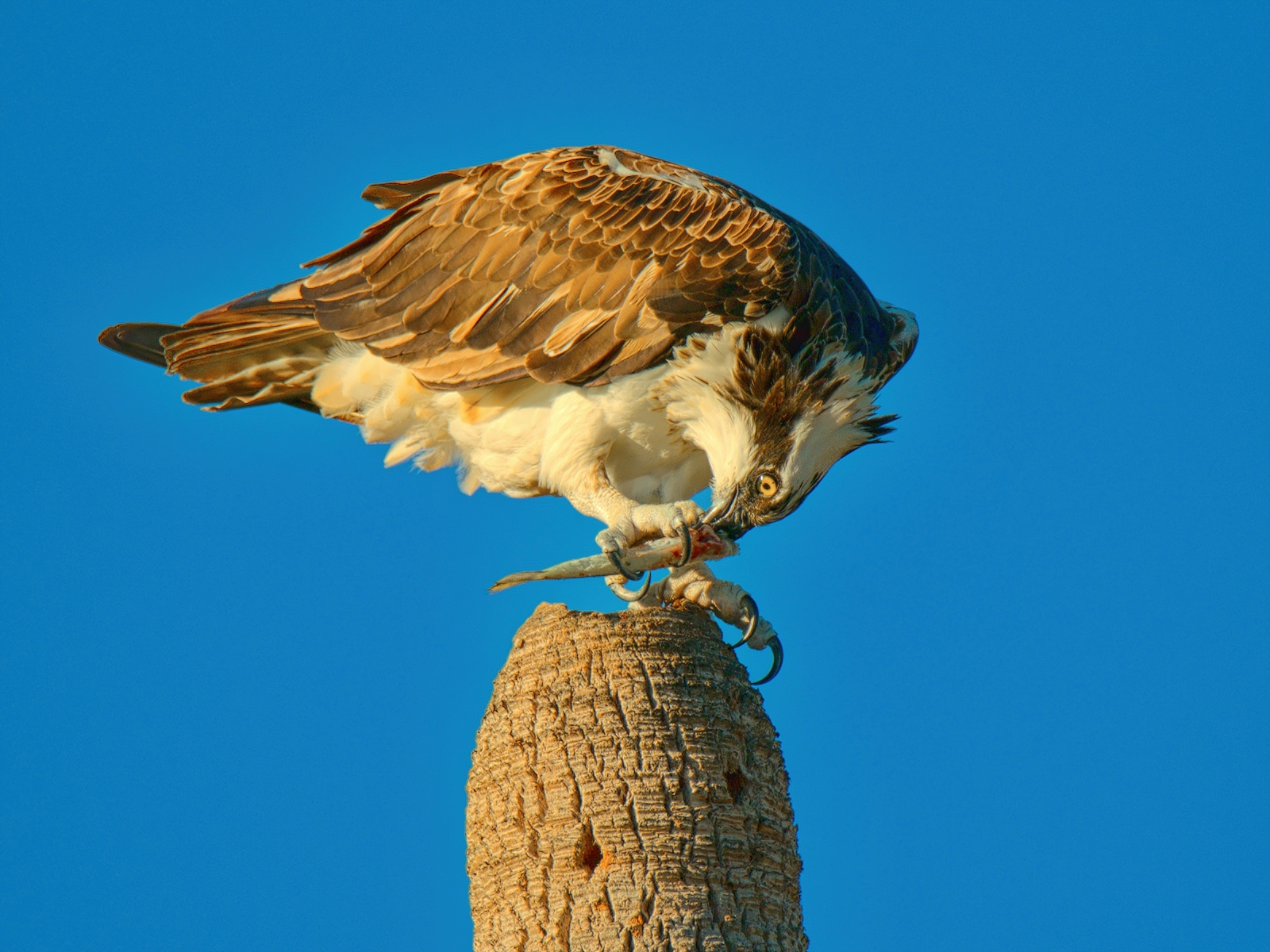Osprey & Pelican Backcountry Gallery Photography Forums
