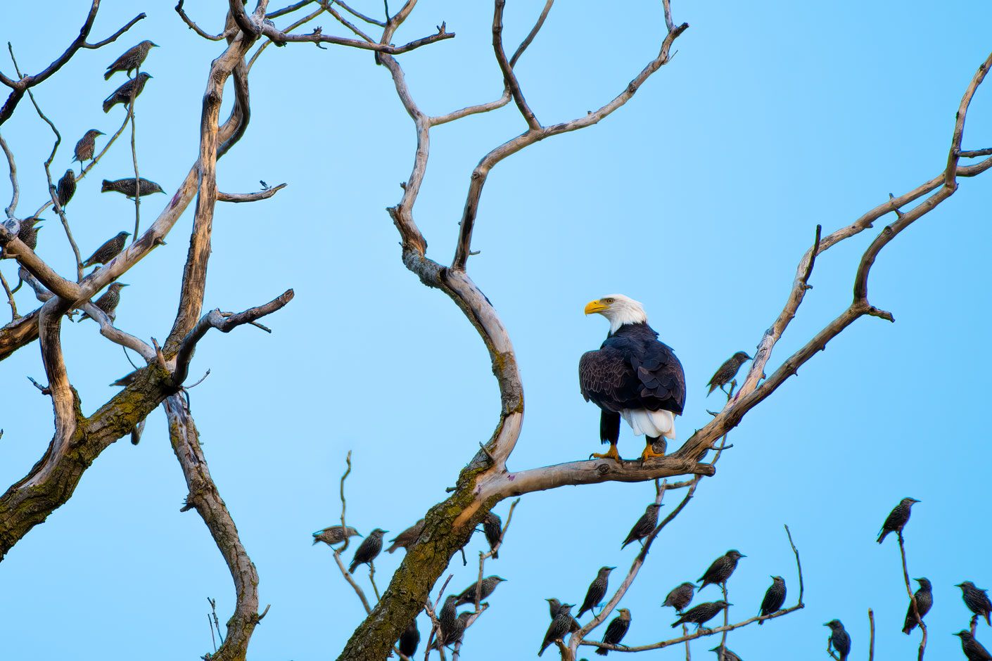 My Neighborhood Eagles Backcountry Gallery Photography Forums