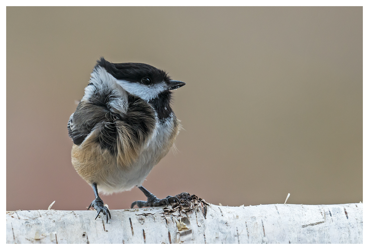 Neighborhood birds Backcountry Gallery Photography Forums