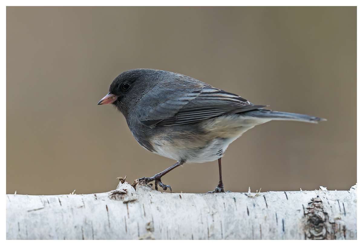 Neighborhood birds Backcountry Gallery Photography Forums