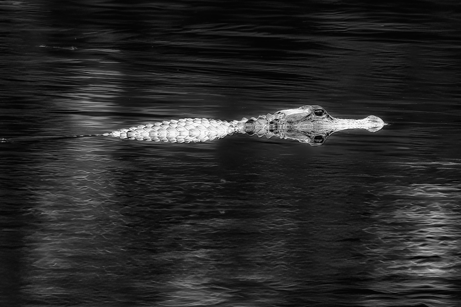 Florida Alligator Backcountry Gallery Photography Forums