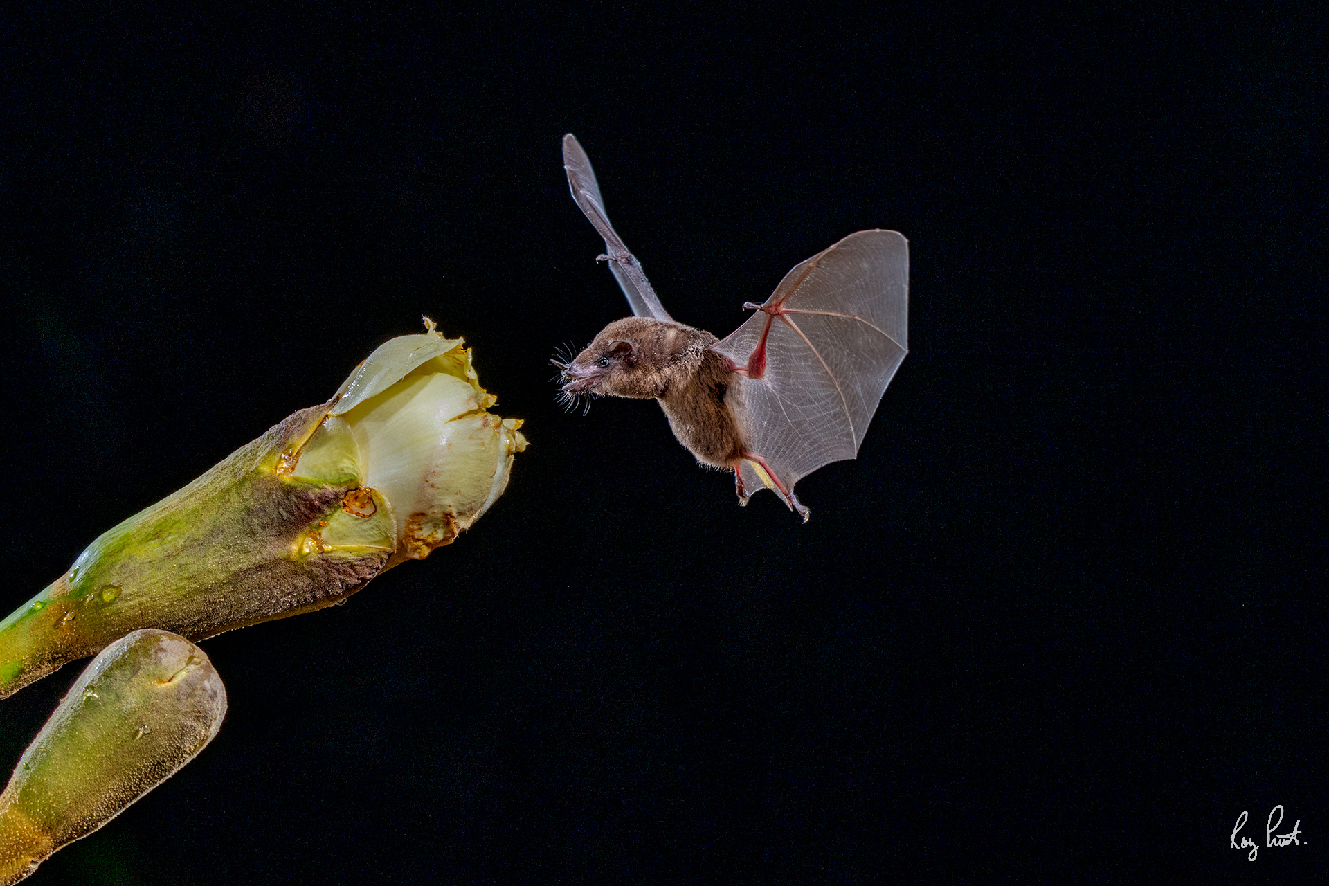 Costa Rica Bat Backcountry Gallery Photography Forums
