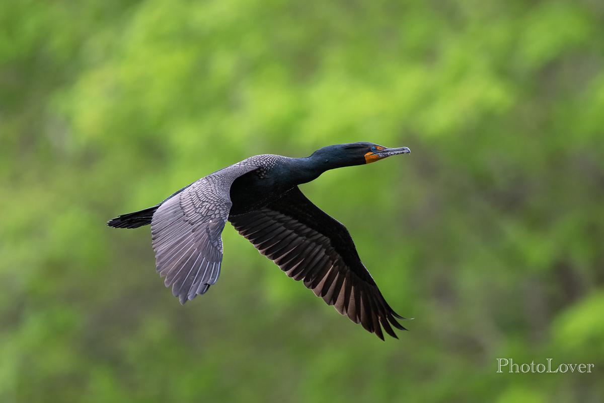 Cormorant in Flight Backcountry Gallery Photography Forums