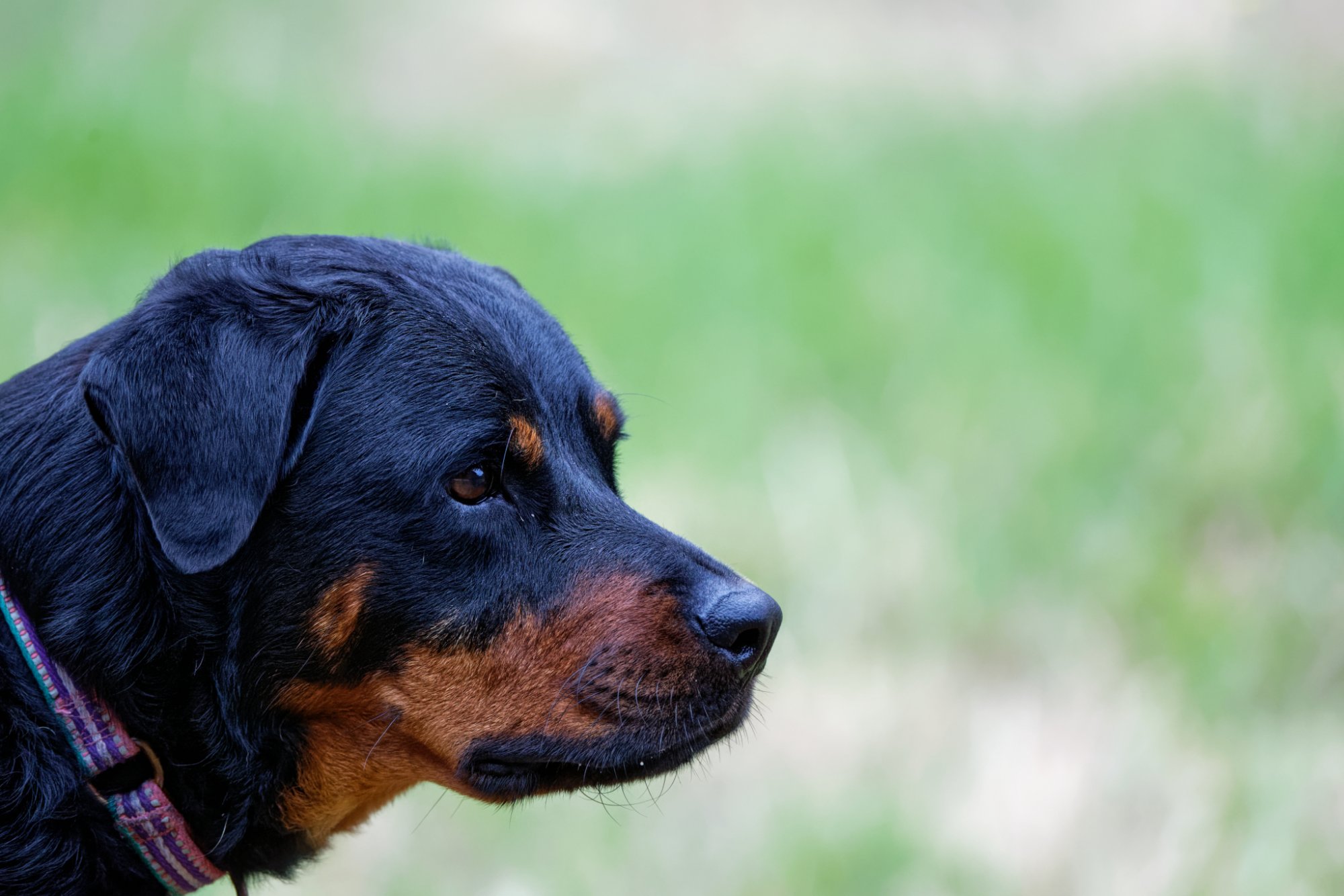 Wimberley monopod gimbal Backcountry Gallery Photography Forums