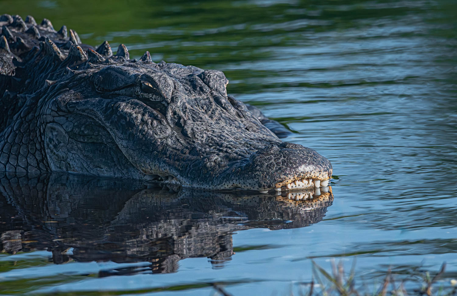 Dental exam Backcountry Gallery Photography Forums