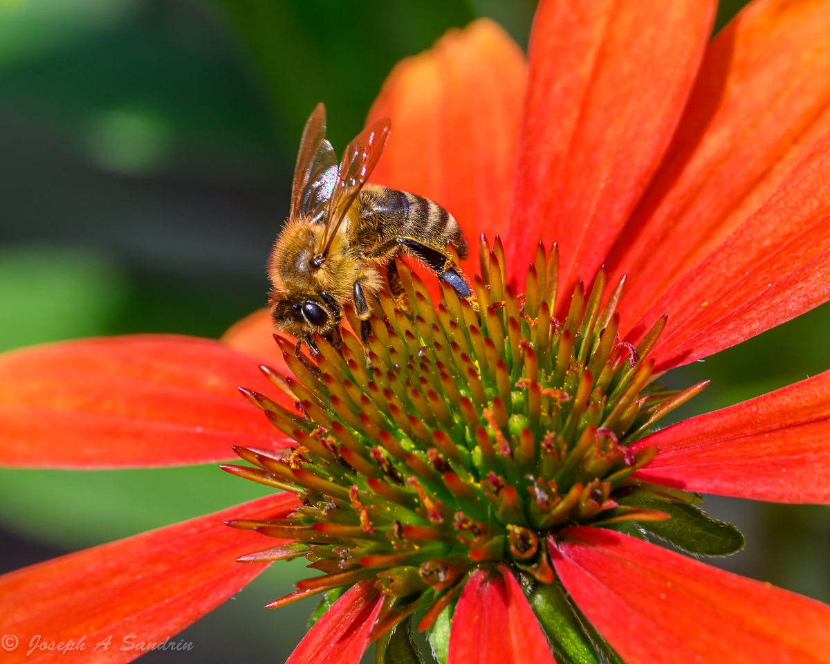 Backyard Photography Backcountry Gallery Photography Forums