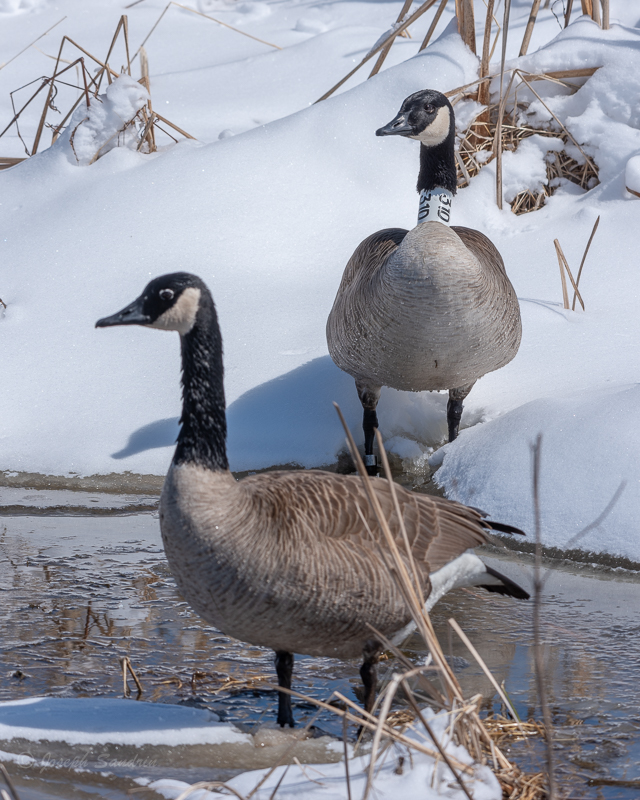 Horicon Geese Backcountry Gallery Photography Forums