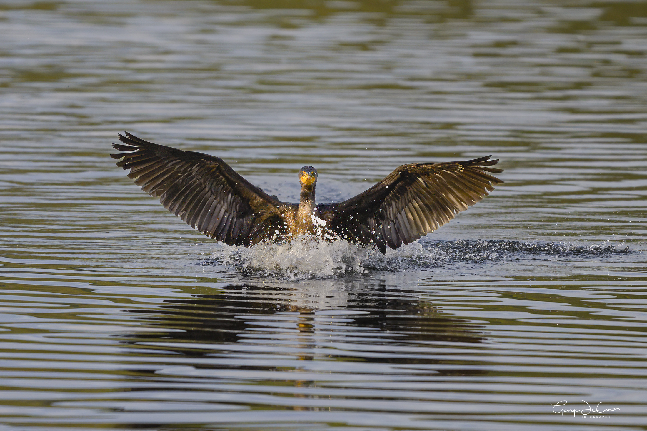 Cormorant landing Backcountry Gallery Photography Forums