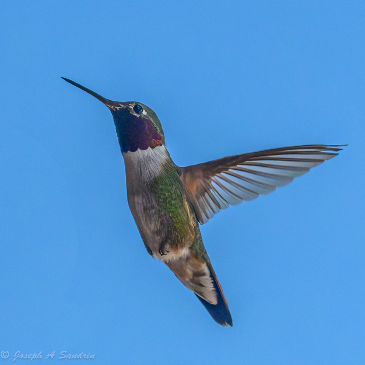 Nederland Hummers Backcountry Gallery Photography Forums