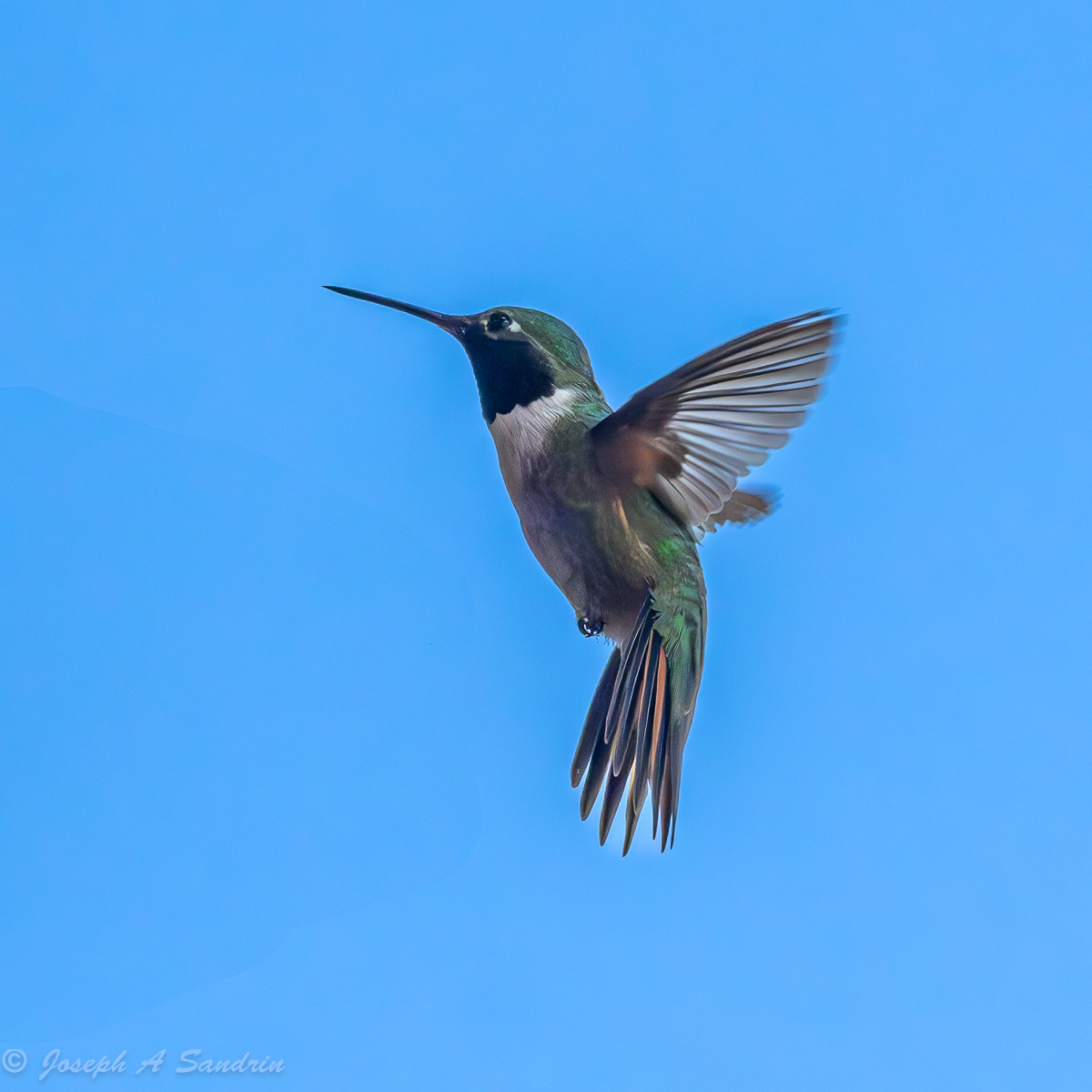 Nederland Hummers Backcountry Gallery Photography Forums