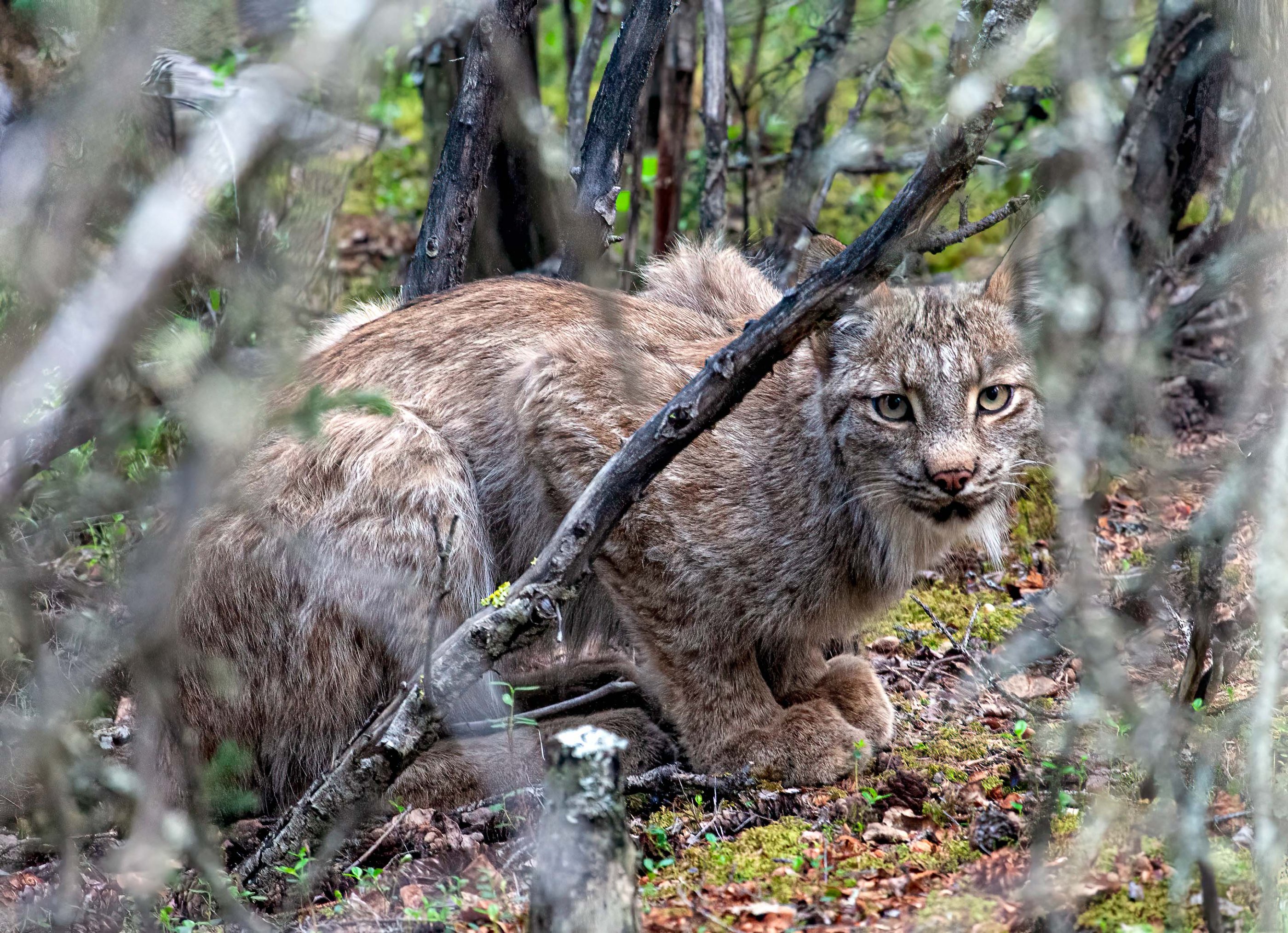 Rare captures Backcountry Gallery Photography Forums