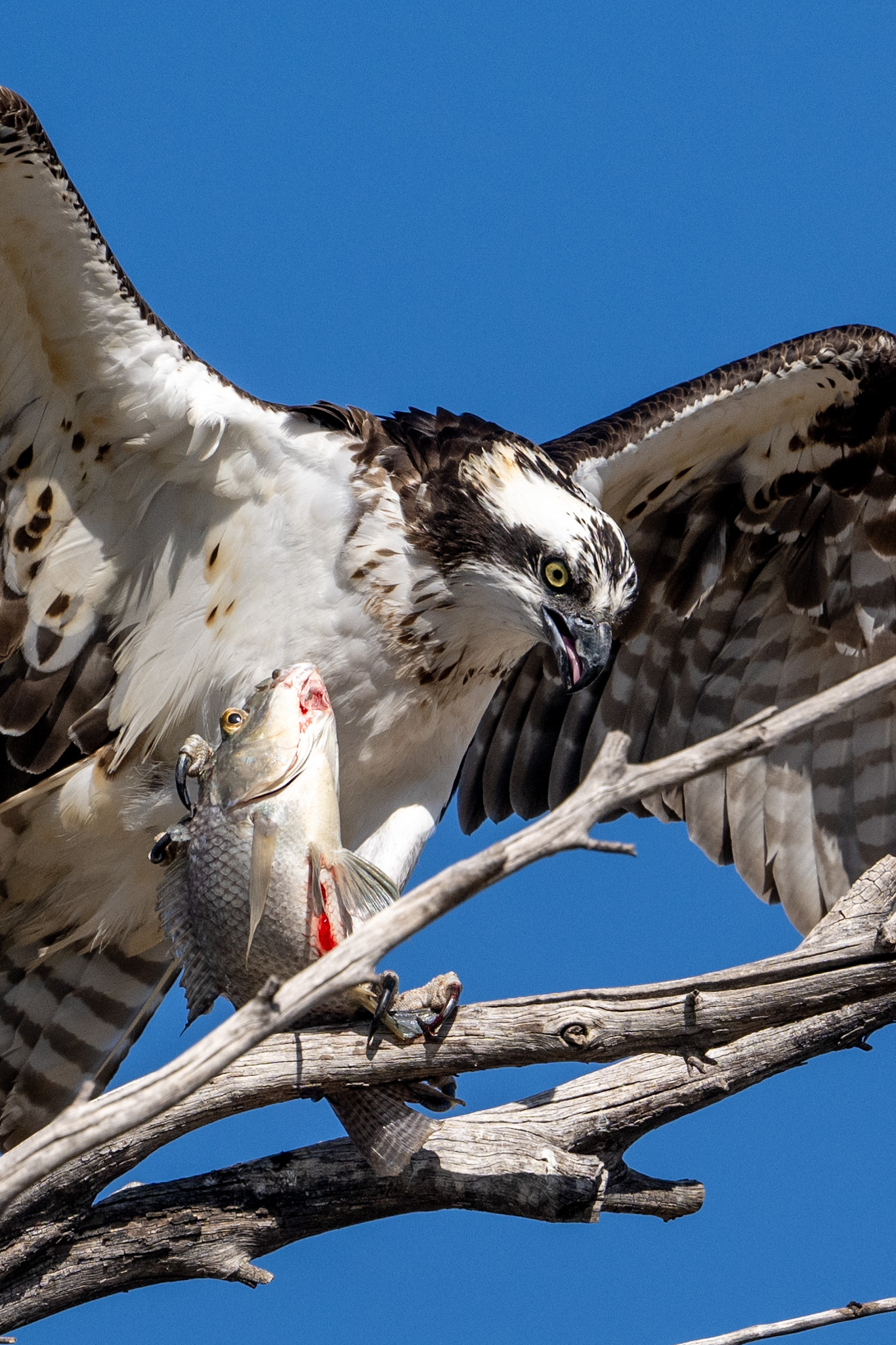 Neighborhood Visitor Backcountry Gallery Photography Forums