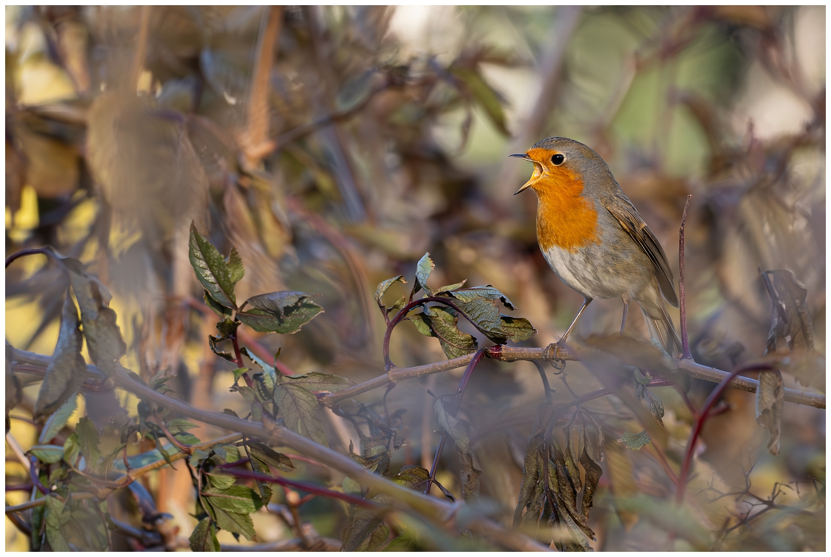 Noisy European Robin Backcountry Gallery Photography Forums