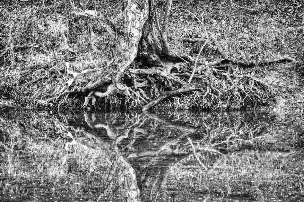 Root Reflection Black and White Backcountry Gallery Photography Forums