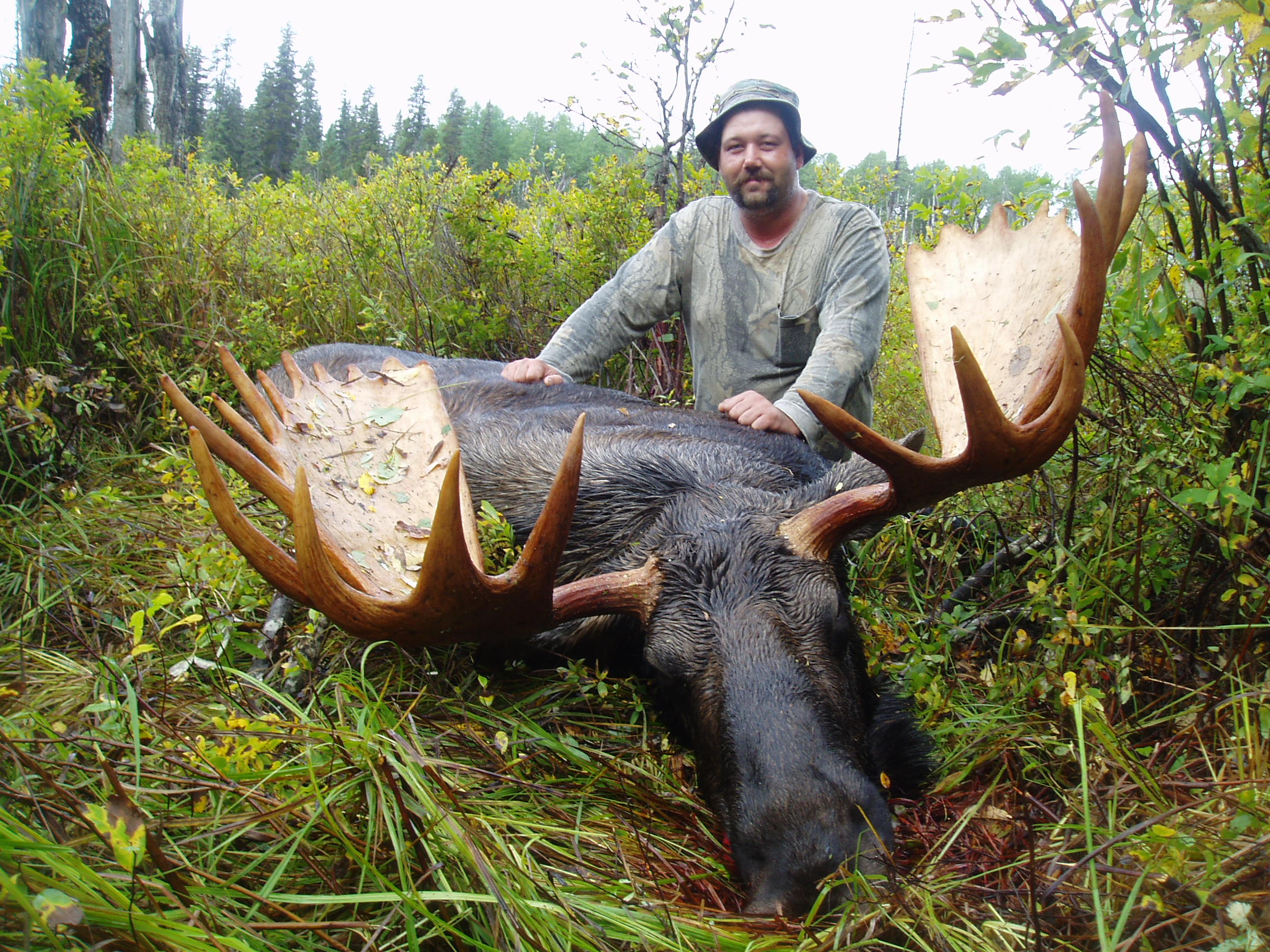 BC Trophy Moose Hunts BC Guided Hunting BC Hunts Moose, Goat