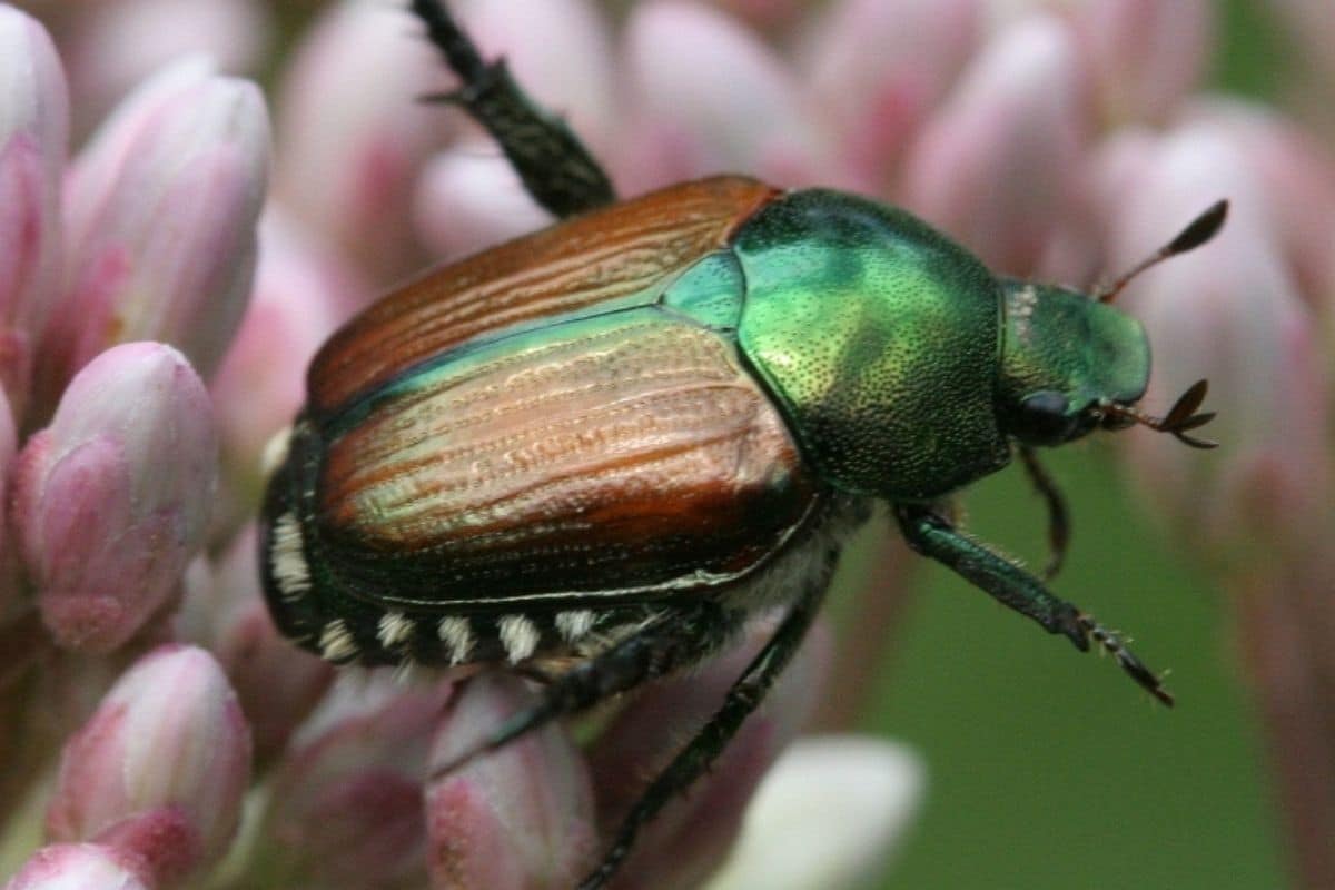 Japanese beetle Invasive Species Council of British Columbia