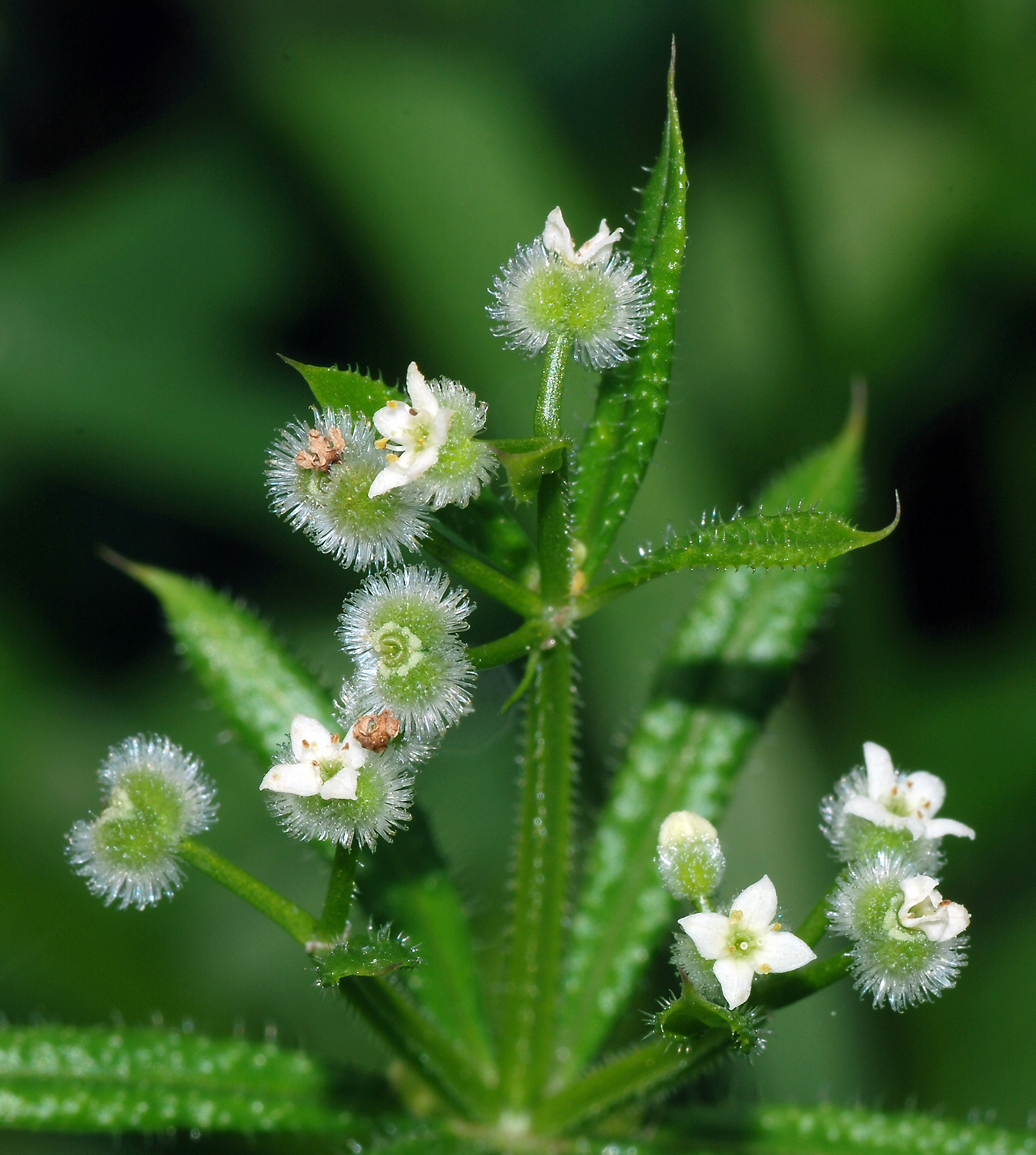 Stuck on Galium aparine An ode to cleavers bc native plants
