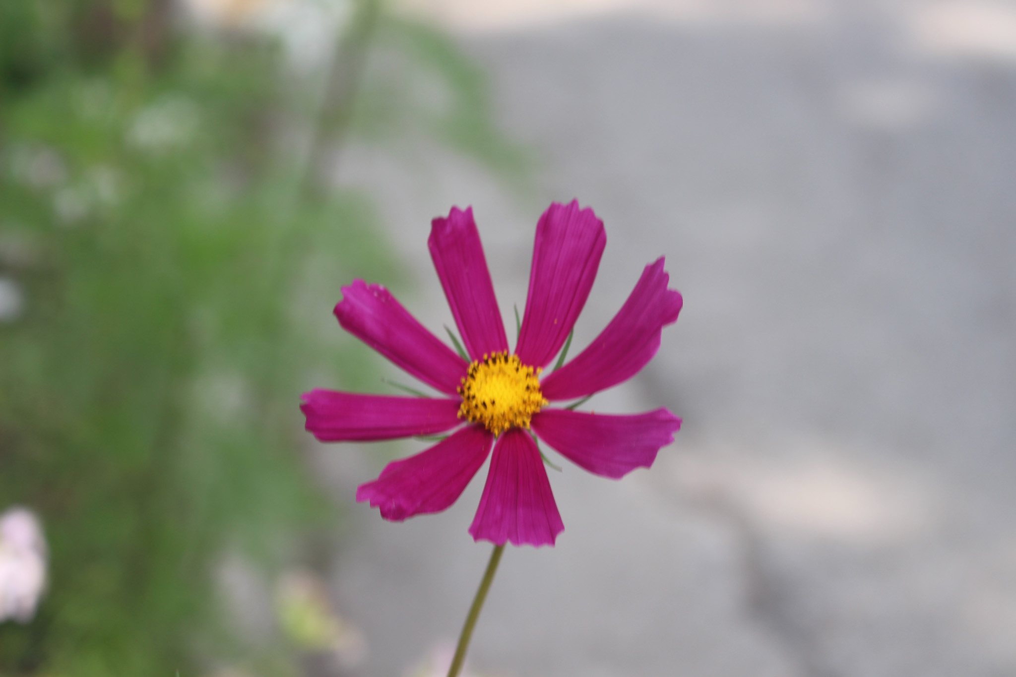 Photo Gallery Bowmanville Community Organization