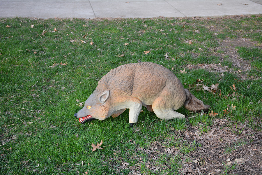 Coyote Decoys Reduce Goose Nuisance The