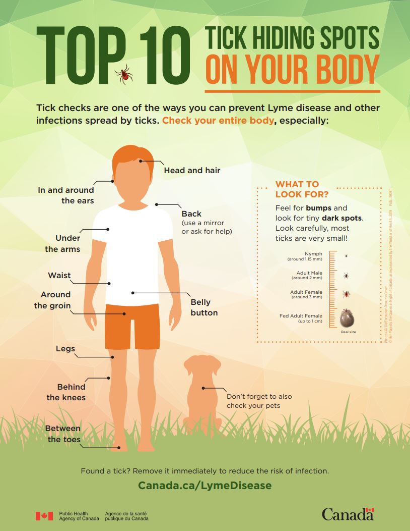 Important! Top 10 hiding places for ticks and where to look! BC
