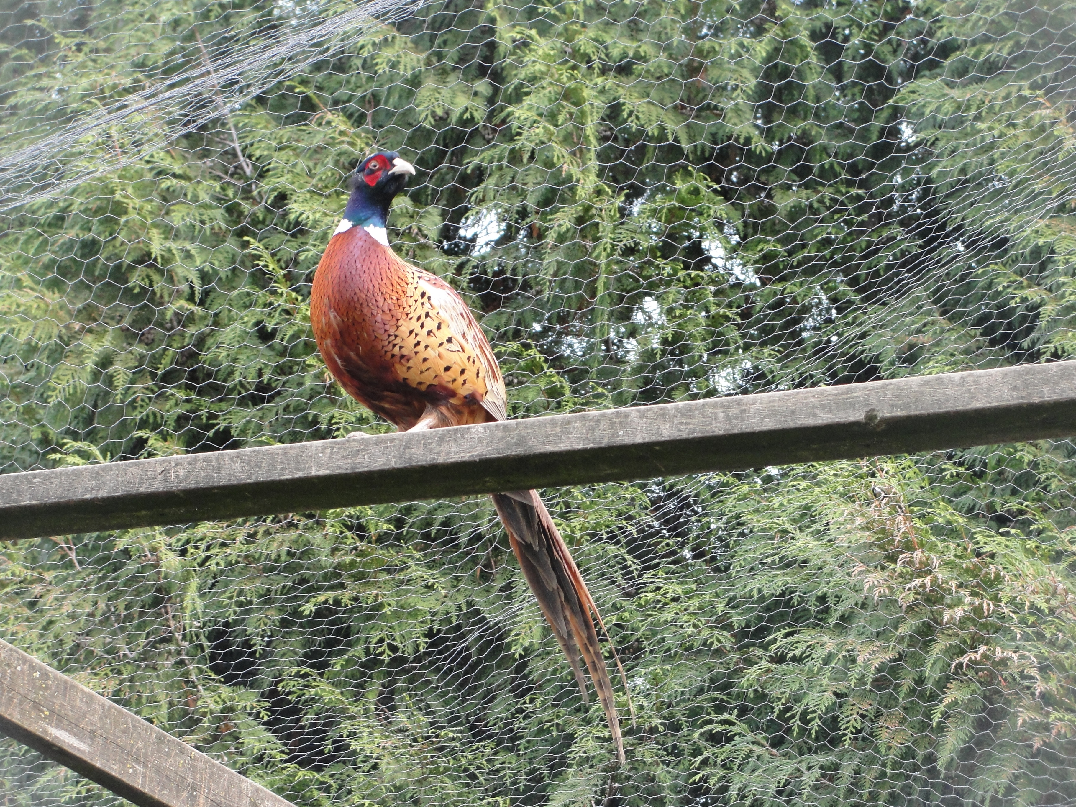 Home BC Pheasant CompanyBC Pheasant Company