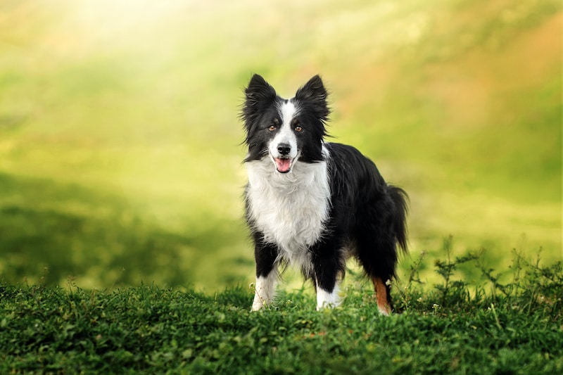 How Much Do Border Collies Usually Cost