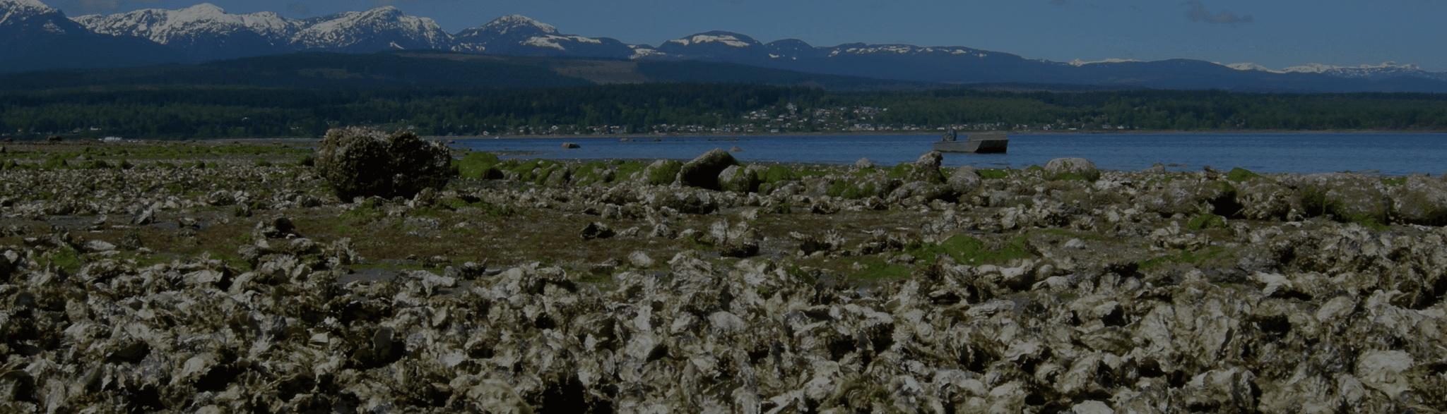 BCSGA BC Shellfish Growers Association