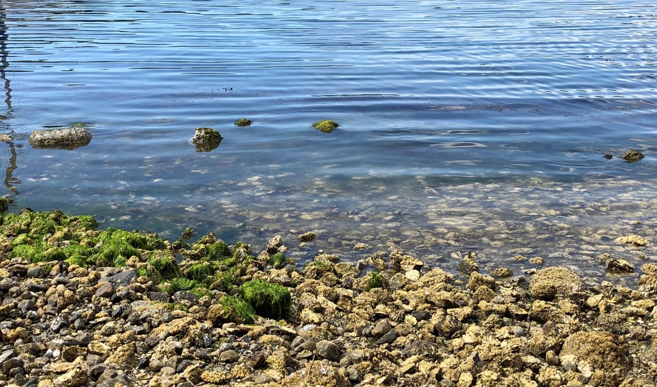 BCSGA BC Shellfish Growers Association