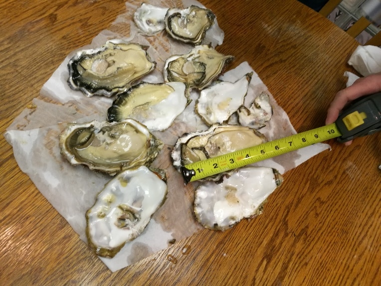 3.5 ha Oyster Farm on Quadra Island for sale BCSGA