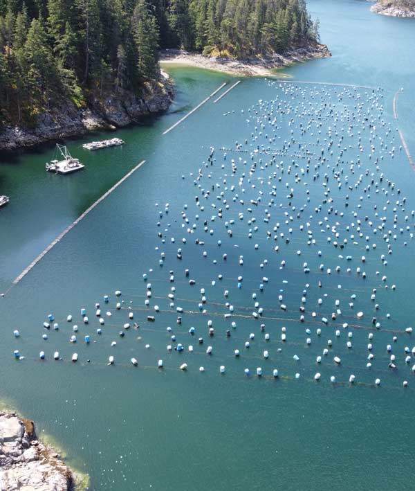 Home BC Shellfish Growers Association