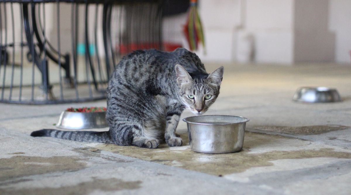 Can Cats Have Rice Safe Feeding Tips for Cats BCS Pune