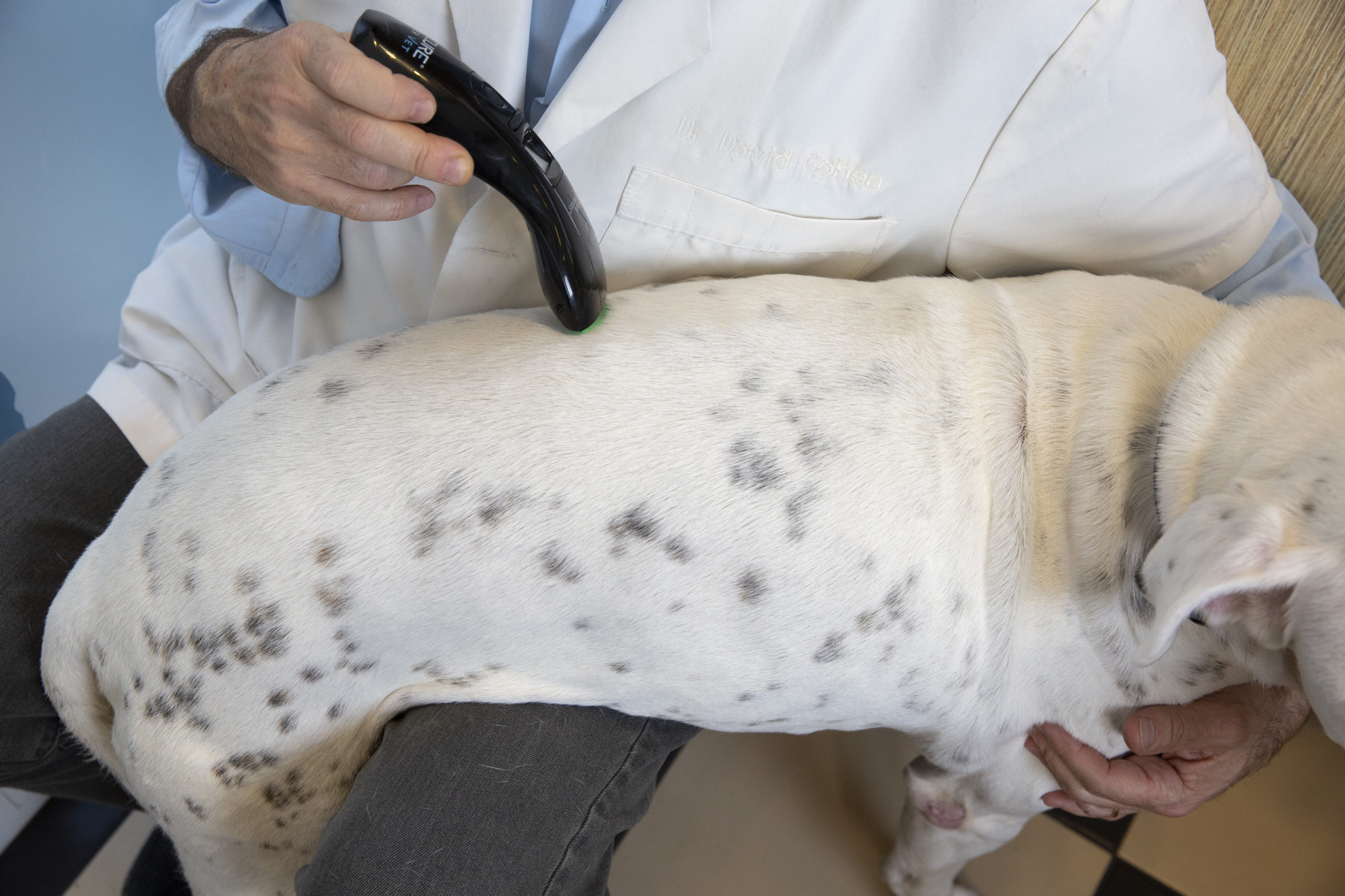 Back Pain in Dogs BCure Laser Vet