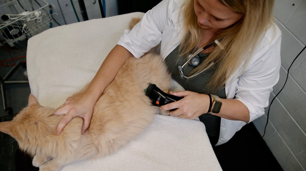 Your Dog's Mobility Using Laser Therapy Machines for Hip Arthritis B