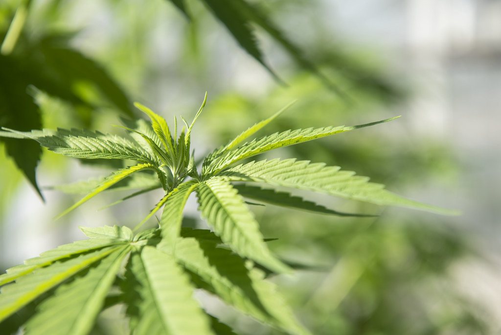 The Legal Plant that Looks and Smells Like Marijuana BCVoice