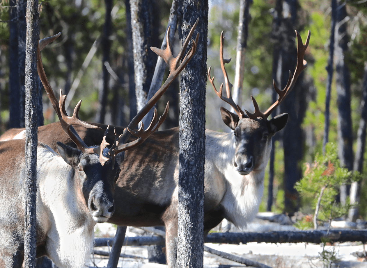 Public Engagement Results Predator Reduction for Caribou Recovery B