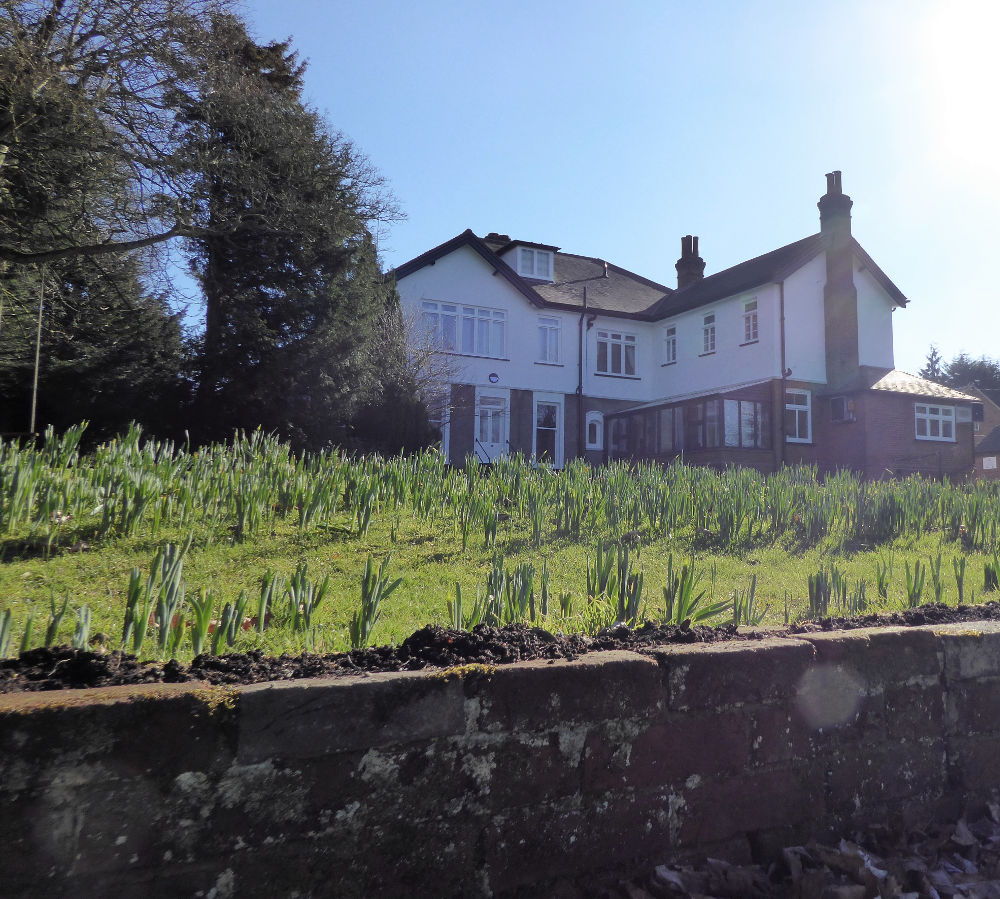 Planting Trees For The Future cancelled Brentwood Catholic Youth