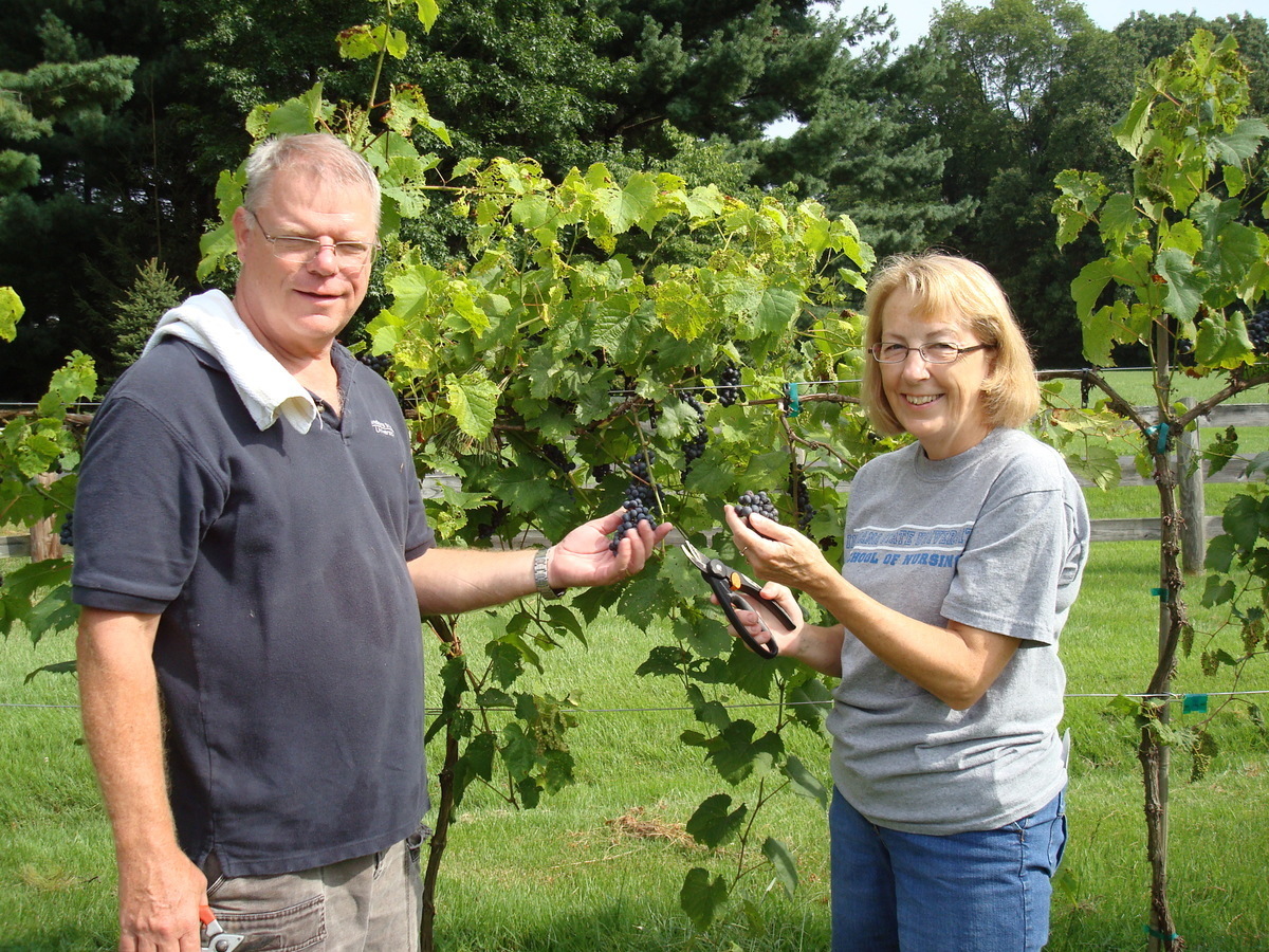 Black Dog Vineyard Self pick wine grapes in Terre Haute, Indiana