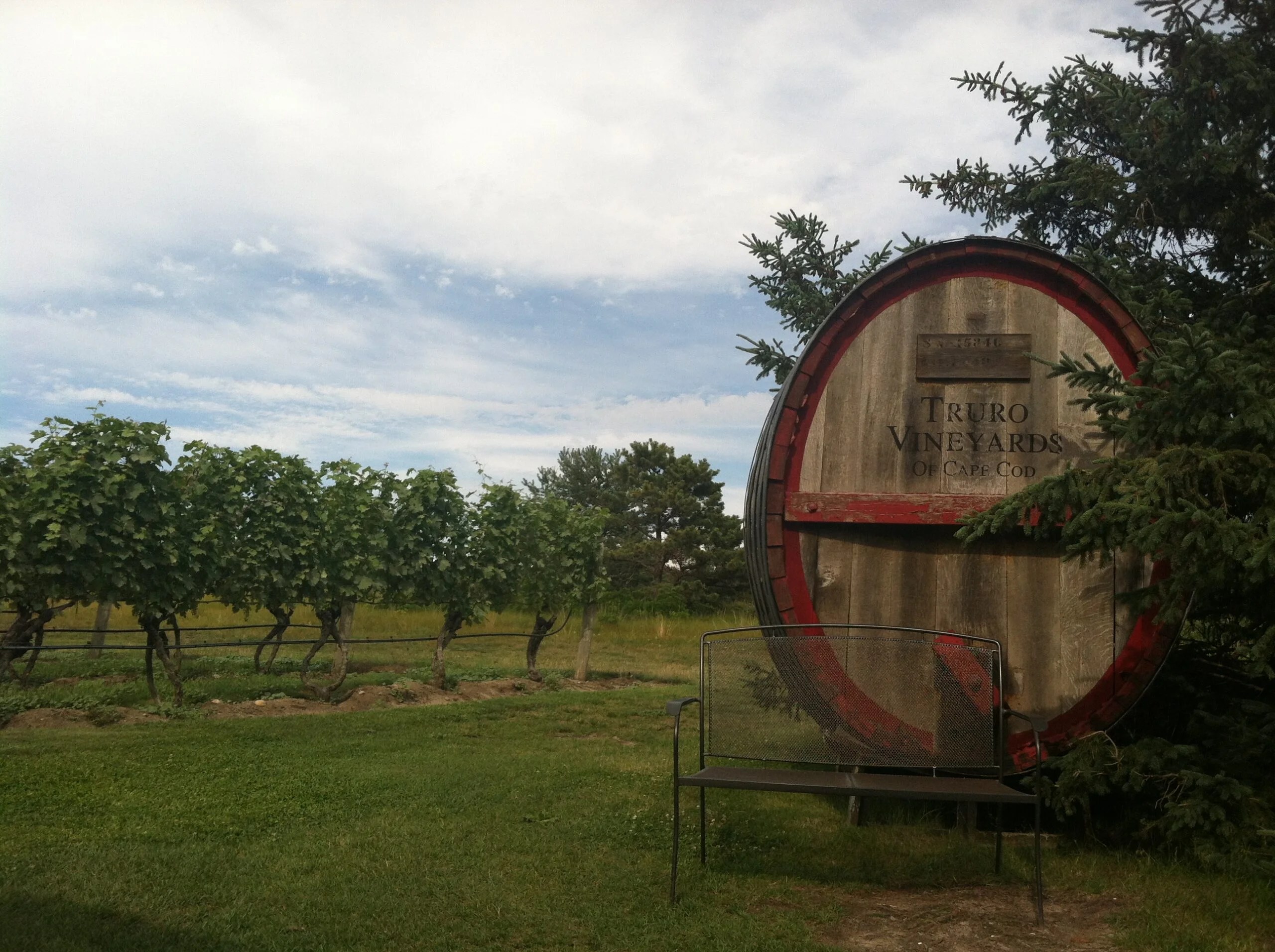 Discover Cape Grapes at Truro Vineyards