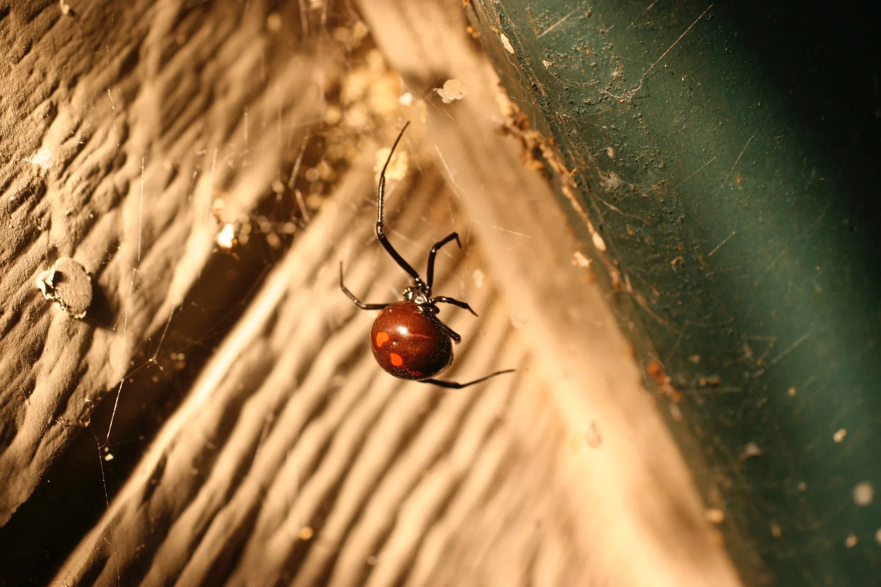 New Hampshire family finds black widow spider in package of grapes