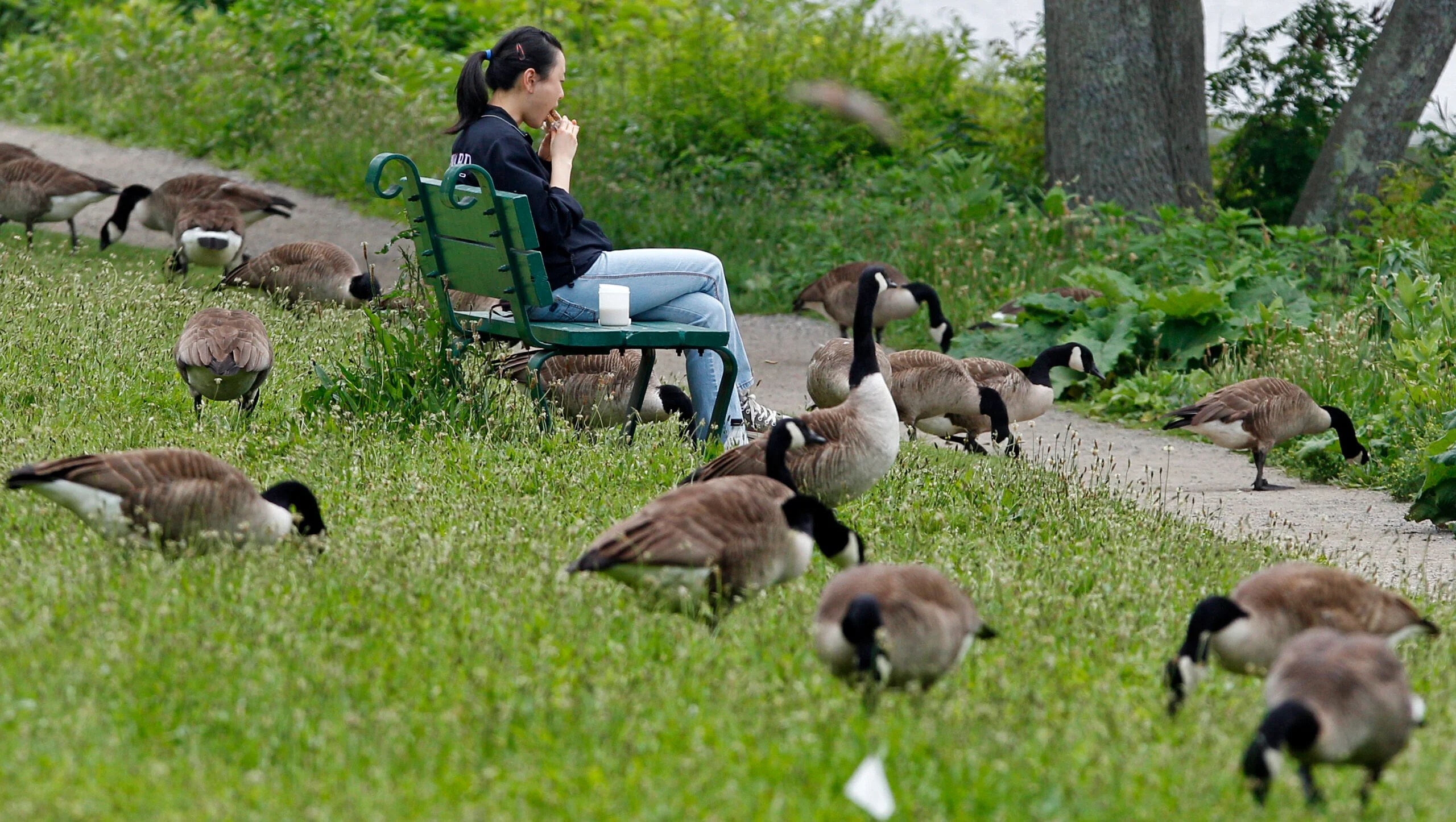 US cities increasingly dealing with messy goose poop problem
