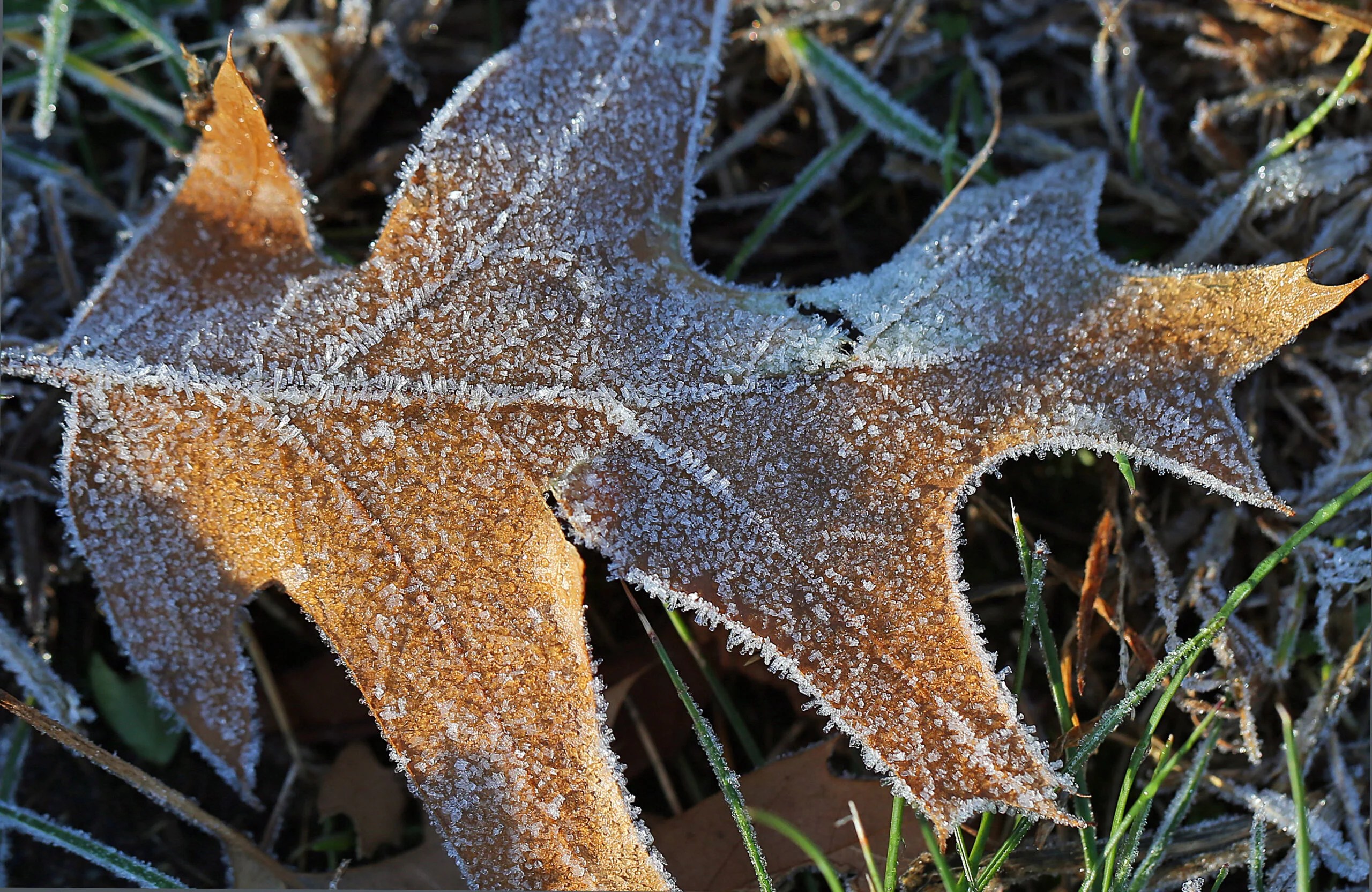 What to know about this weekend's frost and freeze advisories