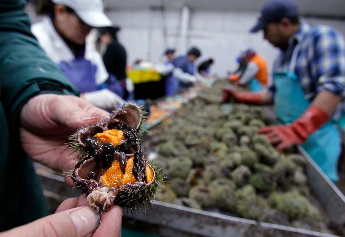 This seafood delicacy is only found in Maine's chilly waters