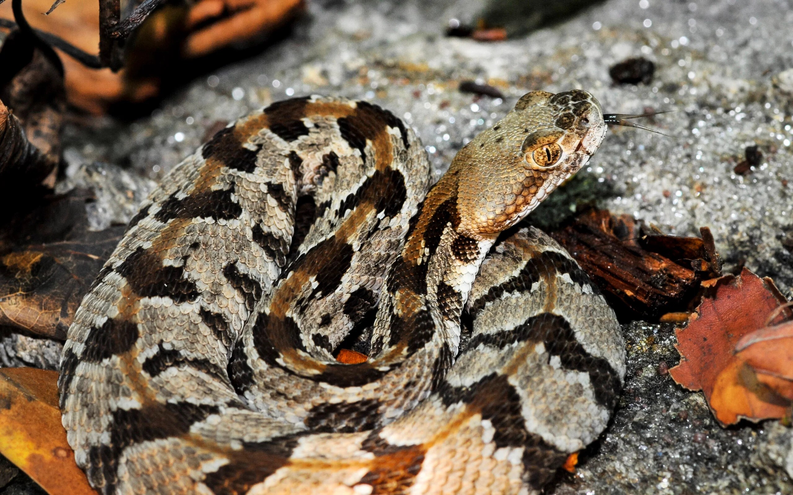 Timber rattlesnake corralled outside home in Quincy