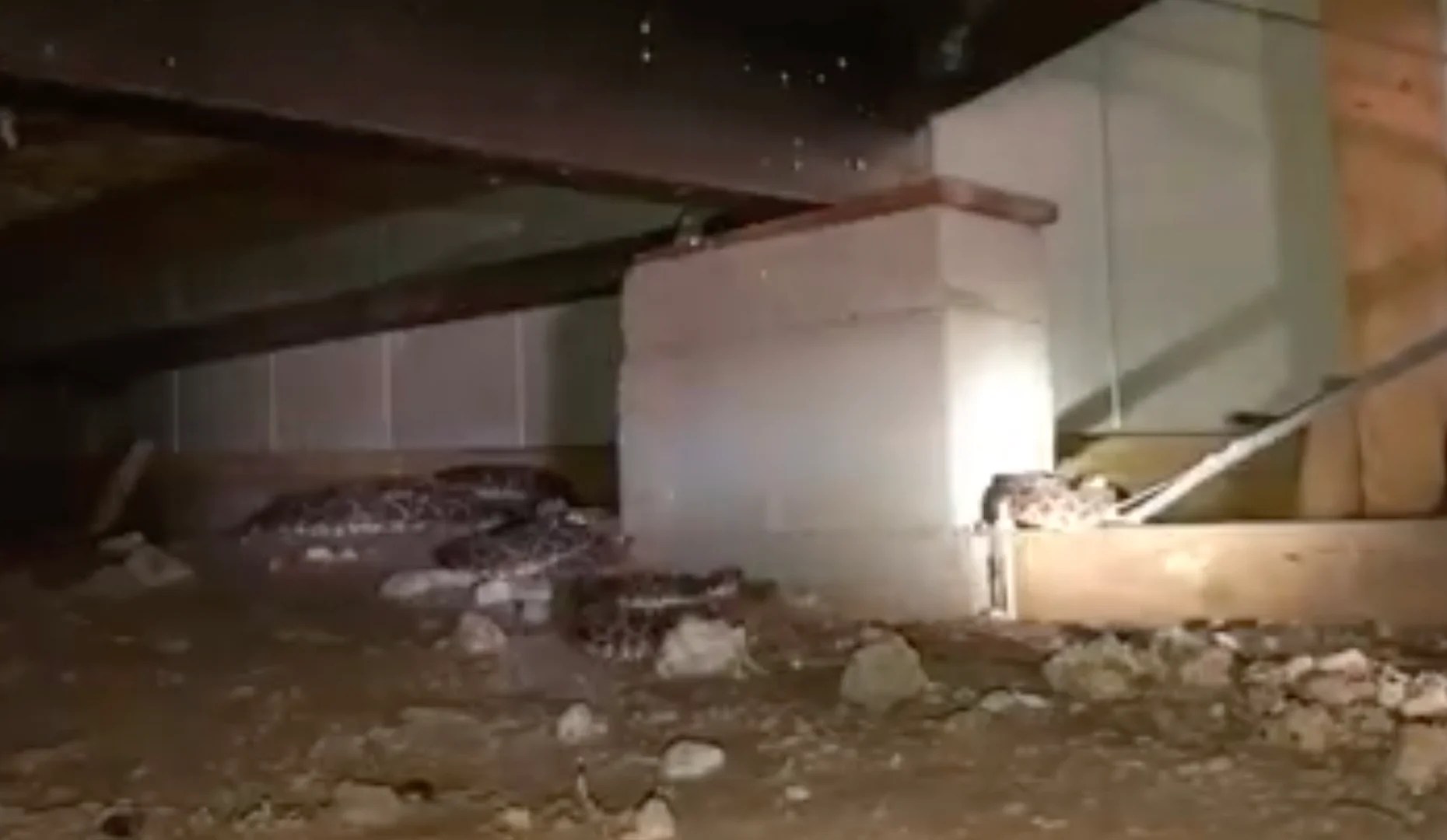 Timber rattlesnake corralled outside home in Quincy